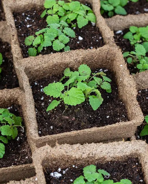 Cow-Pots_515x640_crop_center.webp