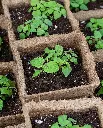 Cow-Pots_515x640_crop_center.webp