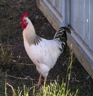 20250114_0217colr_rooster_300x310.webp