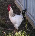 20250114_0217colr_rooster_300x310.webp