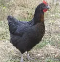 20231226_1050redrockhen.webp