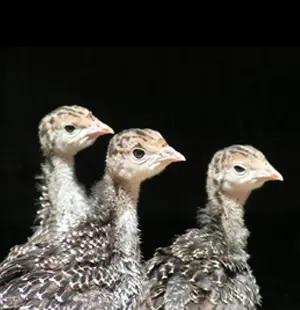 20170417_053520170411_09563weekoldbronzeturkeypoults(640x480).webp