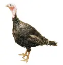 20170417_0244orloppbronzehen(1).webp