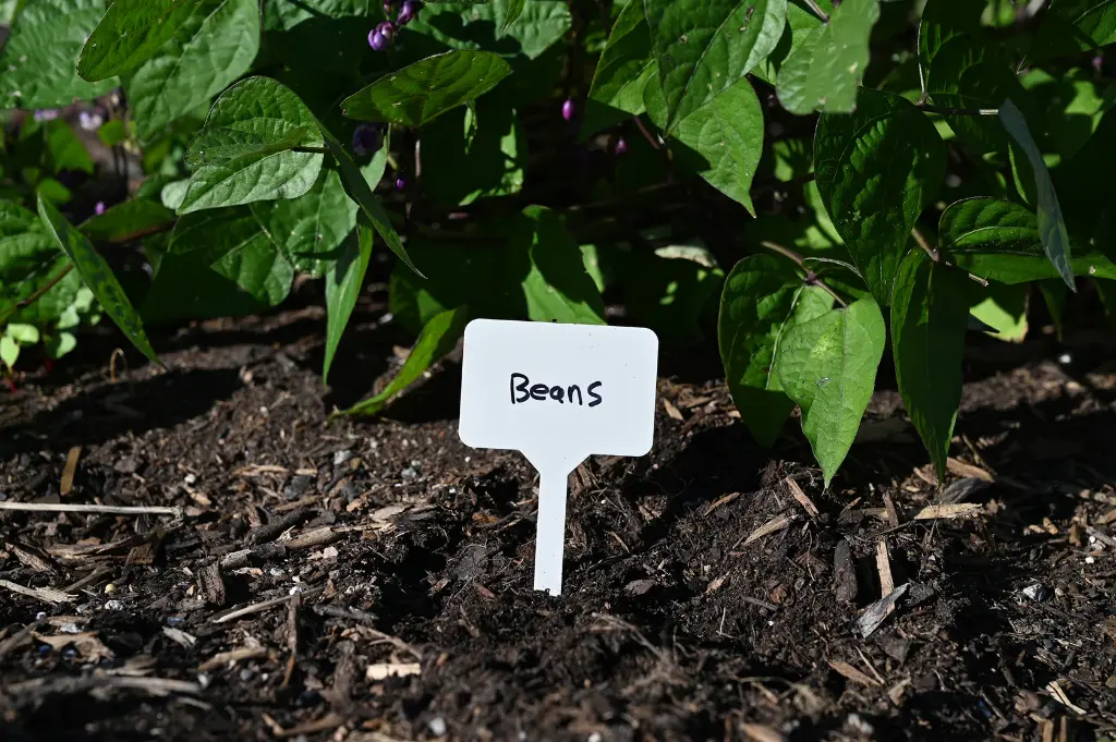 Pinebush Plant Labels - 10 Pack