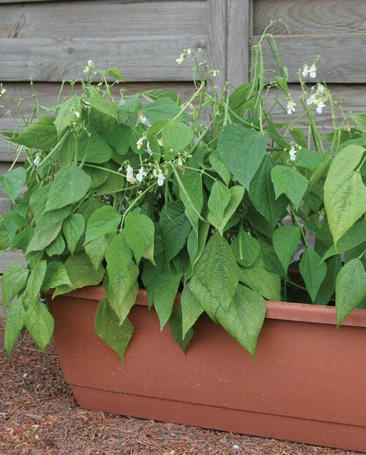 [BN103A] WCS Beans (Bush) - Mascotte