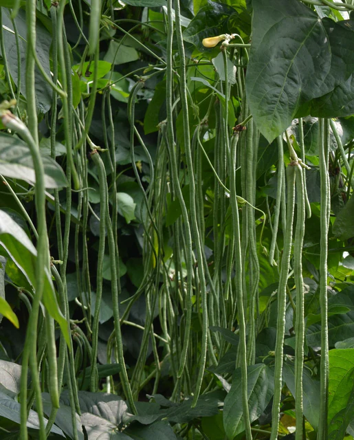 [BN123B] WCS Beans (Pole) - Noodle King (Asparagus Bean)