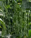WCS Beans (Pole) - Noodle King (Asparagus Bean)