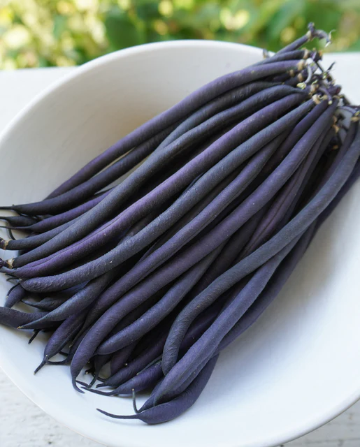 [BN141A] WCS Beans (Bush) - Velour (Purple)