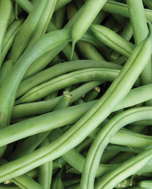 WCS Beans (Bush) - Ferrari