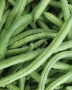 WCS Beans (Bush) - Ferrari