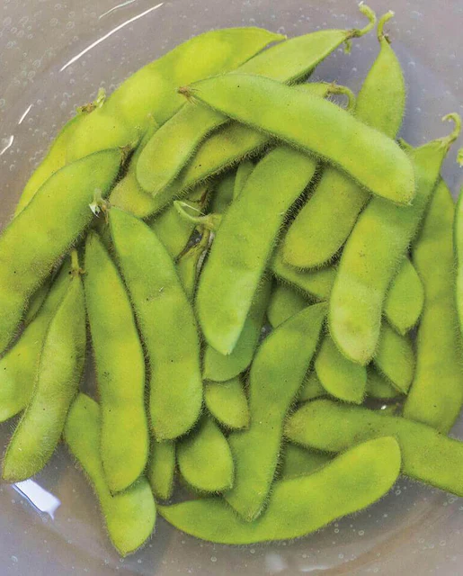 WCS Bean - Tohya Edamame