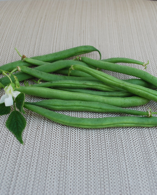[BN212B] WCS Beans (Bush) - Derby