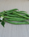 WCS Beans (Bush) - Derby