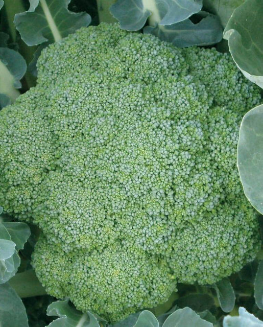 [BR181A] WCS Broccoli - Green Magic F1