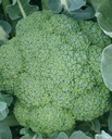 WCS Broccoli - Green Magic F1