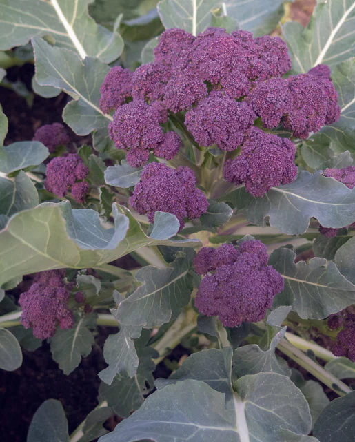 WCS Broccoli - Burgundy F1