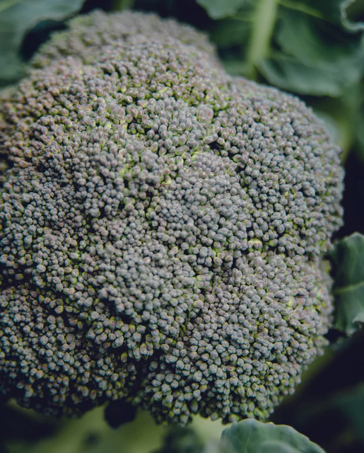 WCS Broccoli - Belstar Certified Organic