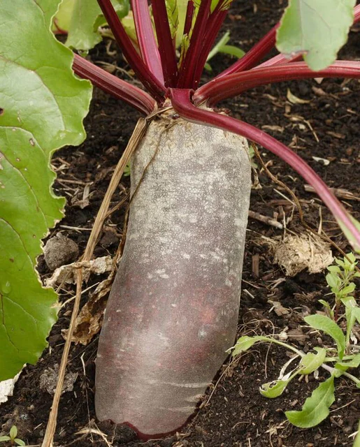 WCS Beets - Cylindra