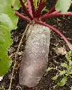 WCS Beets - Cylindra