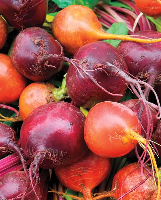 [BT171A] WCS Beets - Beet Blend