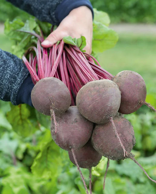 WCS Beets - Subeto Coated Organic