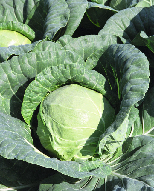 [CB228A] WCS Cabbage - Tiara Organic