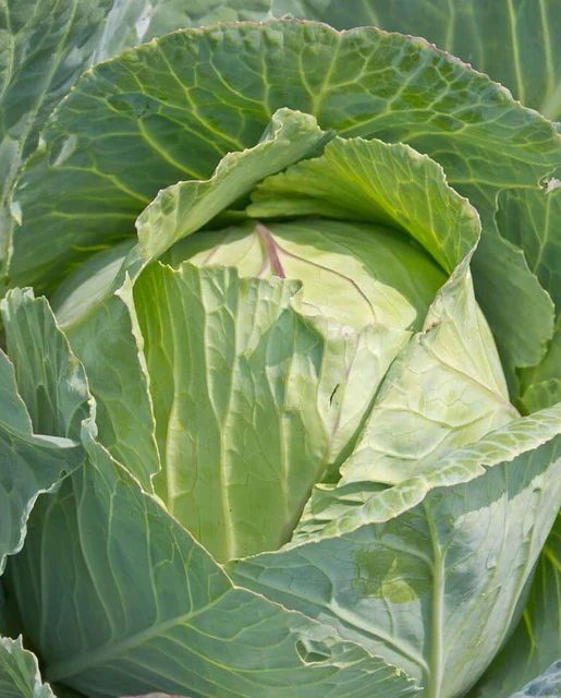 WCS Cabbage - Copenhagen Market