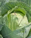 WCS Cabbage - Copenhagen Market
