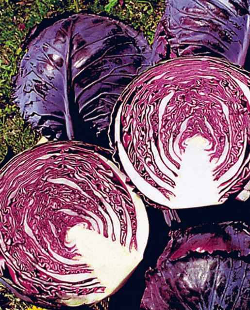 [CB241A] WCS Cabbage - Ruby Perfection F1 (Red)