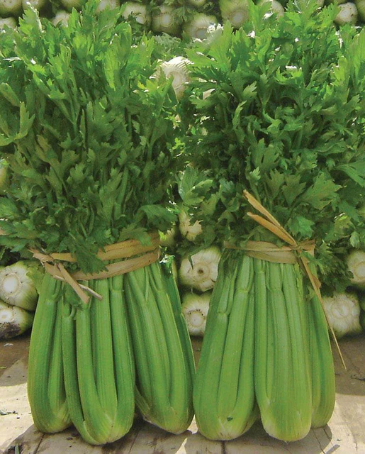 WCS Celery - Tango (Coated) Certified Organic (200 Seeds)
