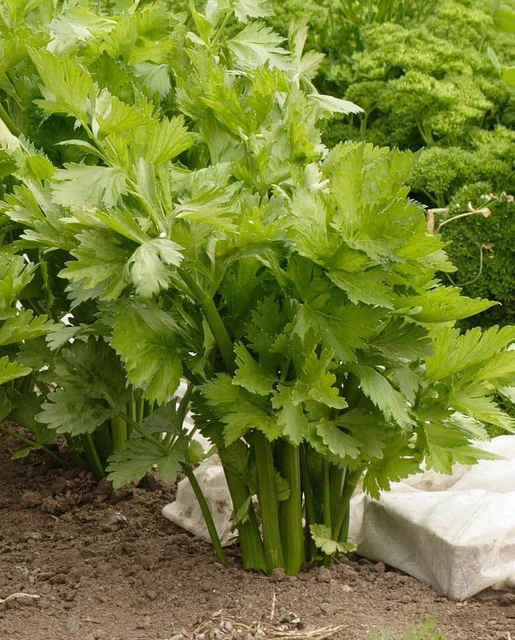 WCS Celery - Victoria (Pelleted)