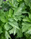 WCS Celery - Amersterdam Cutting Leaf Celery