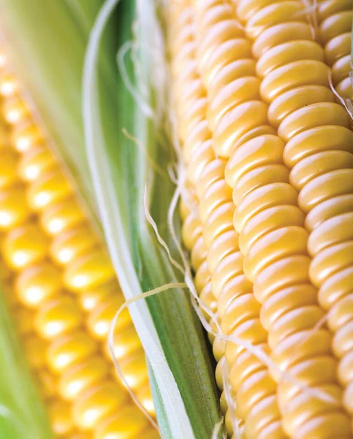 WCS Corn - Jubilee Super Sweet