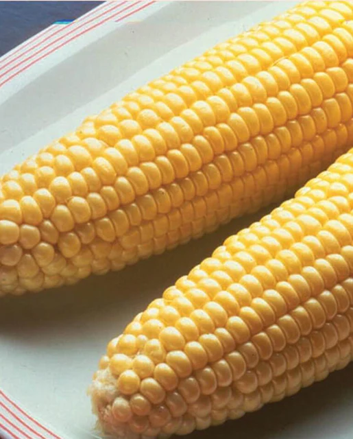 WCS Corn - Bodacious