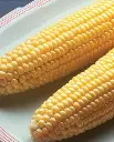 WCS Corn - Bodacious