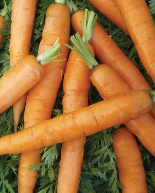 WCS Carrots - Little Fingers