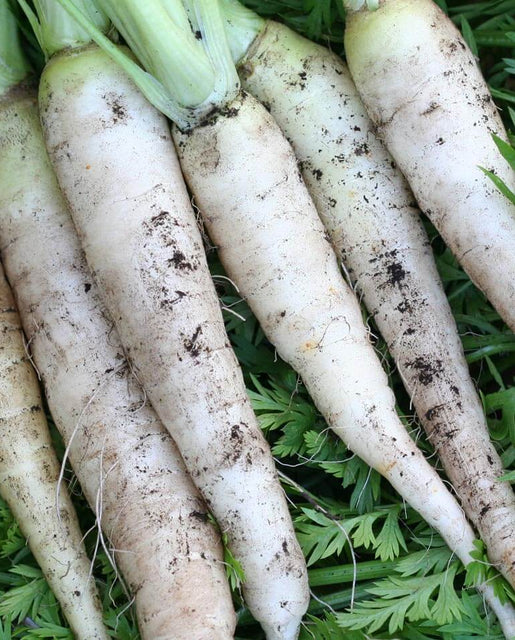 [CR276A] WCS Carrots - White Satin F1 (Coated)