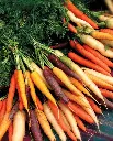 WCS Carrots - Rainbow Blend