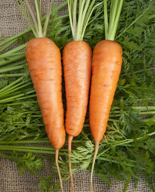 [CR307T] WCS Carrots - Chantenay Seed Tape (2 x 2.5m)