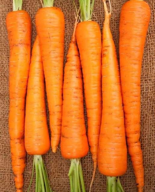 WCS Carrots - Neptune F1