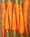 WCS Carrots - Neptune F1