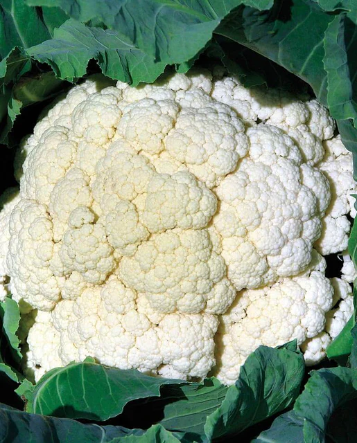 WCS Cauliflower - Amazing