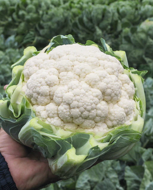 WCS Cauliflower - Adona (Coated) Certified Organic 