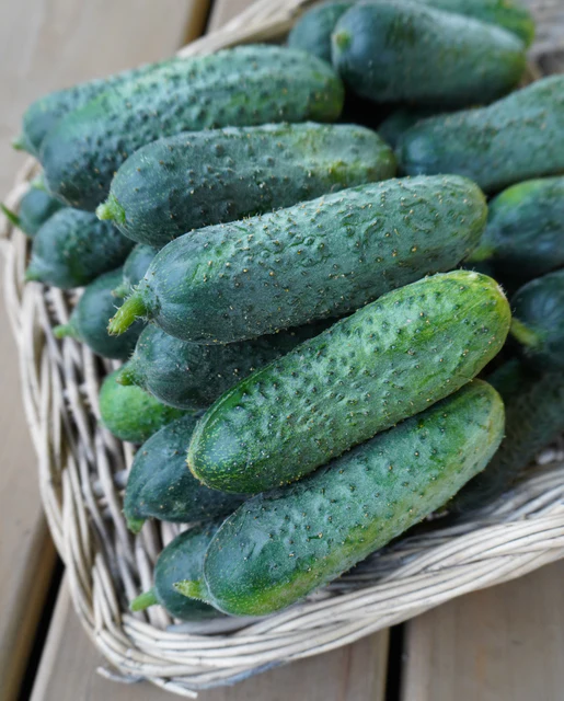 WCS Cucumbers - Anya