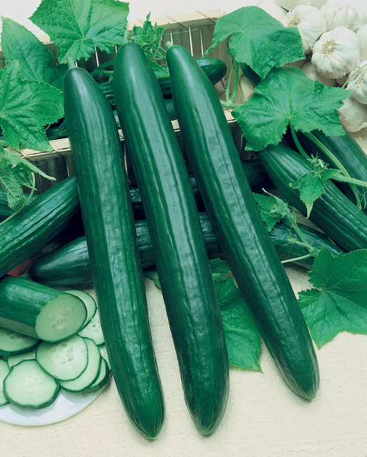 [CU386A] WCS Cucumbers - Vista