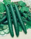 WCS Cucumbers - Vista 