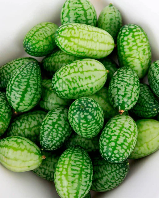 WCS Cucumbers - Cucamelon