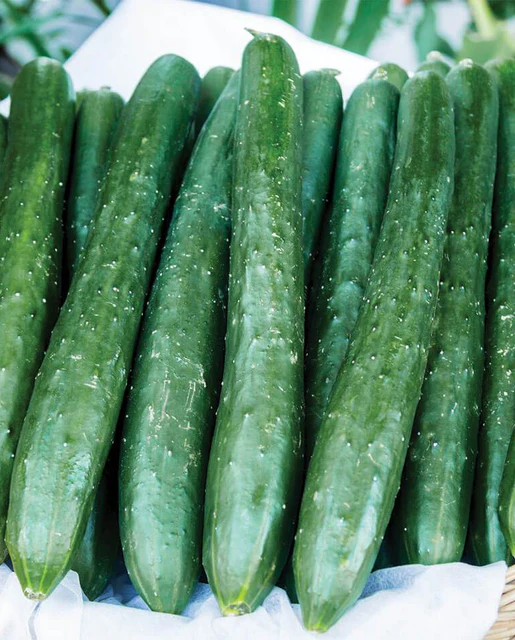 [CU417A] WCS Cucumbers - Tasty Emperor