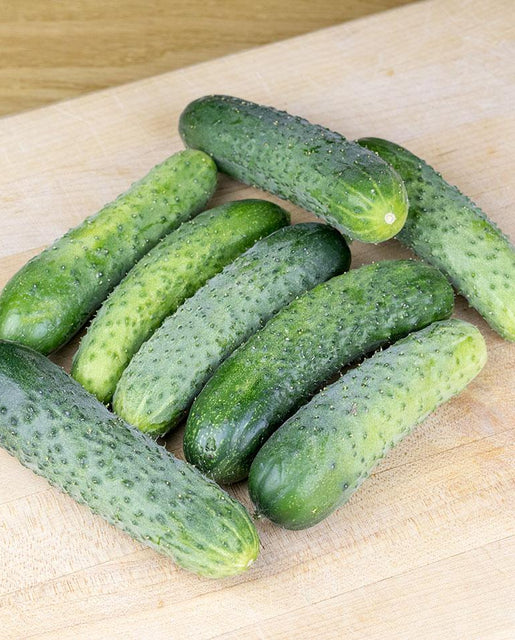 [CU419A] WCS Cucumbers - Artist Gherkin