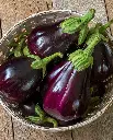 WCS Eggplants - Black Beauty Certified Organic